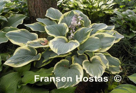 Hosta Waukon Glass